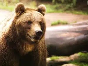 First grizzly bear of 2026 spotted at Yellowstone, feeding on bison carcass