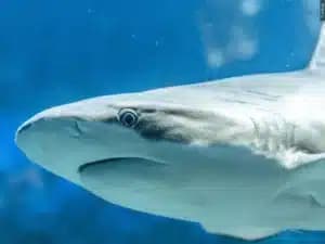 Sharks are taking a bigger bite of fishermen’s catch in Hawaii: “Paying the tax man”